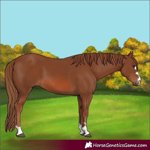 Horse Color:Chestnut 