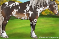 Horse Color:Gray White Spotted Silver Buckskin Sabino
