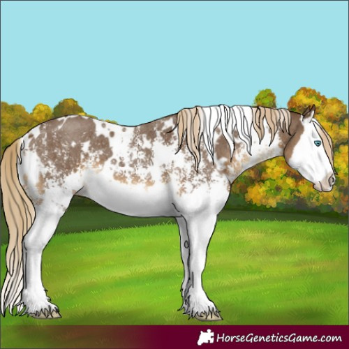 Horse Color:White Spotted Chocolate Palomino Sabino Splash 