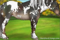Horse Color:White Spotted Liver Chestnut 