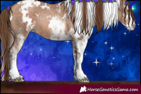 Horse Color:White Spotted Brown Pearl Rabicano