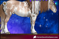 Horse Color:White Spotted Liver Chestnut Pearl Sabino Rabicano