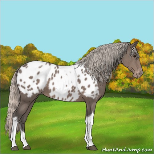 Horse Color:Silver Black Tobiano Appaloosa 
