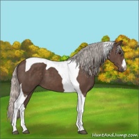 Horse Color:Silver Black Tobiano 