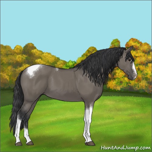 Horse Color:Grullo Sabino Tobiano 