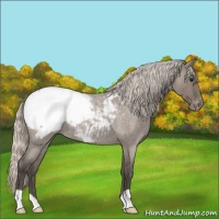 Horse Color:Silver Grullo Roan Appaloosa 