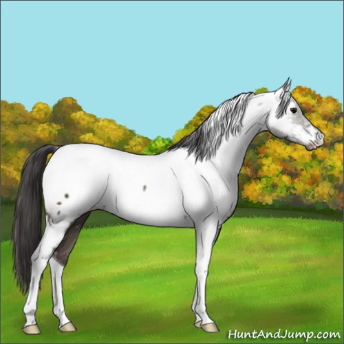 Horse Color:Smoky Black Tobiano Appaloosa