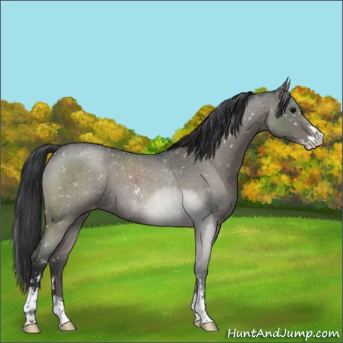 Horse Color:Grullo Roan Sabino Appaloosa