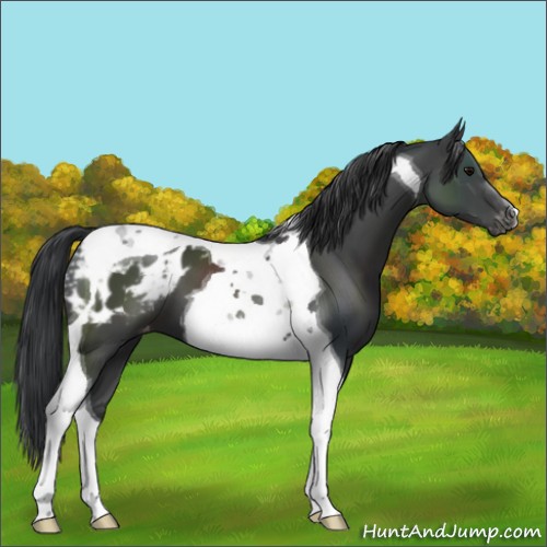 Horse Color:Black Tobiano Appaloosa