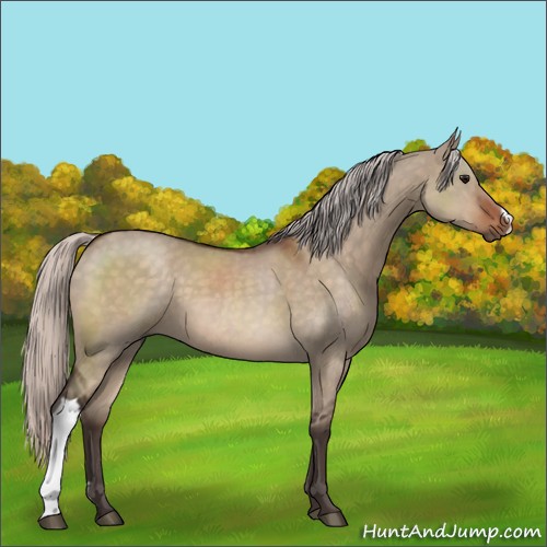 Horse Color:Silver Brown Dun 