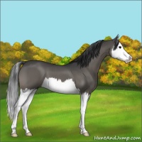 Horse Color:Grullo Splash 