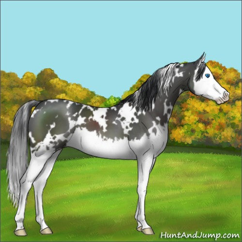 Horse Color:White Spotted Black Splash
