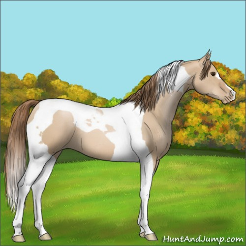Horse Color:Grullo Pearl Tobiano