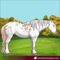 Horse Color:Bay Dun Splash Appaloosa 