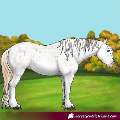 Horse Color:Bay Dun Splash Appaloosa
