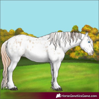 Horse Color:Bay Dun Splash Appaloosa 