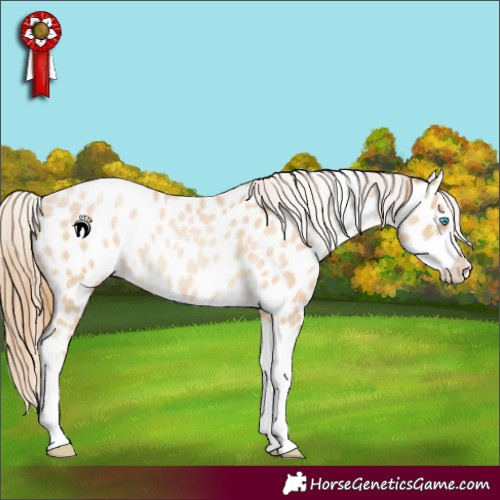 Horse Color:Buckskin Roan Pearl Sabino Splash Appaloosa 