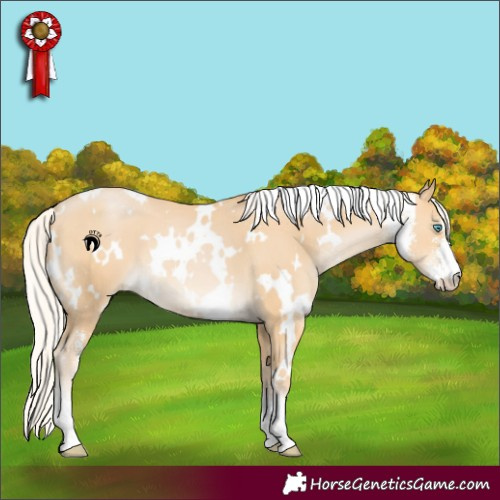 Horse Color:White Spotted Silver Buckskin Pearl Sabino 