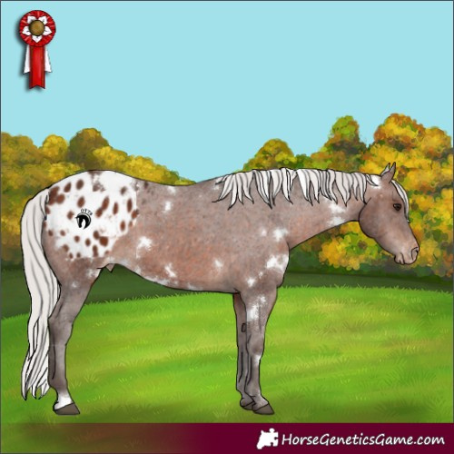 Horse Color:White Spotted Silver Brown Appaloosa 