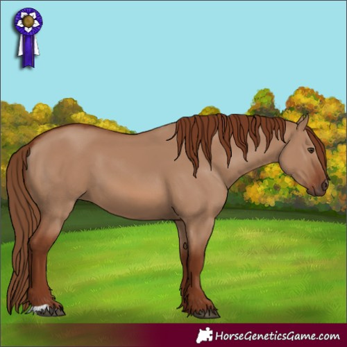 Horse Color:Red Dun 