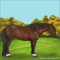 Horse Color:Liver Chestnut Rabicano