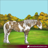 Horse Color:White Spotted Silver Buckskin Dun Mushroom Sabino 
