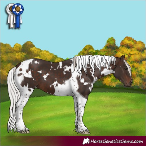 Horse Color:White Spotted Silver Brown Tobiano 