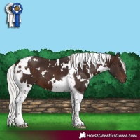 Horse Color:White Spotted Silver Brown Tobiano
