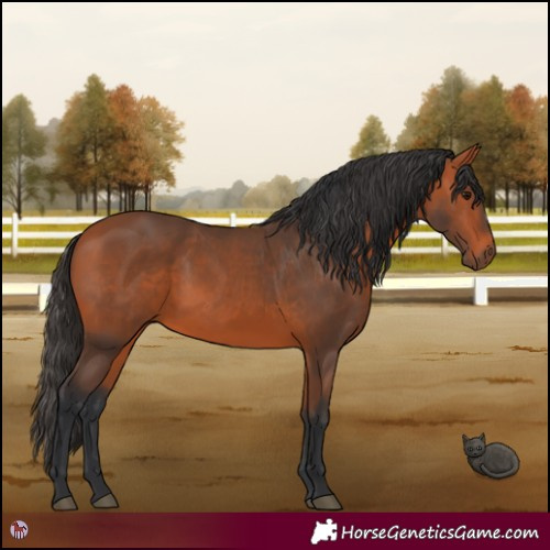 Horse Color:Bay 