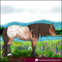 Horse Color:Bay Roan Appaloosa 