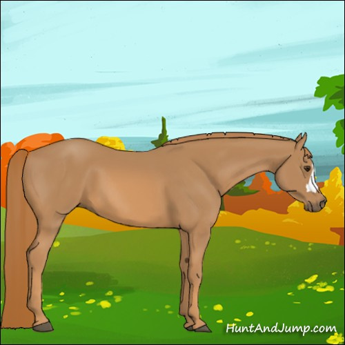 Horse Color:Chestnut 
