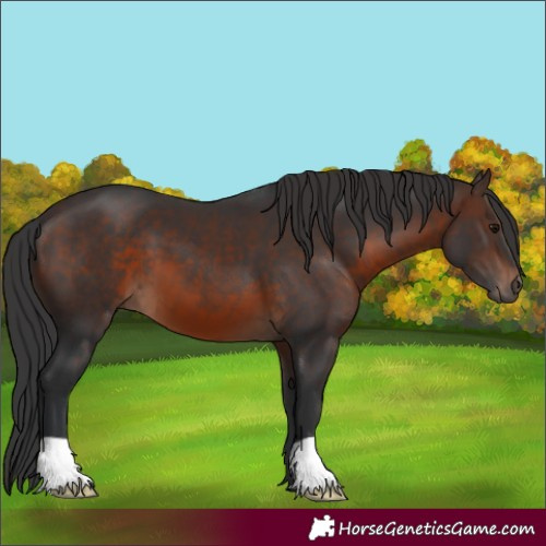 Horse Color:Brown 