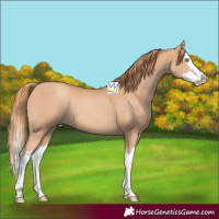 Horse Color:Gold Champagne Splash