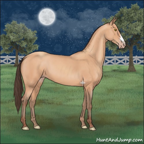 Horse Color:Amber Champagne 