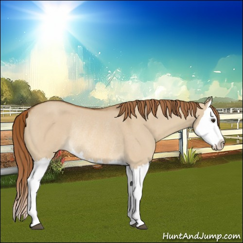 Horse Color:Red Dun Splash Rabicano 