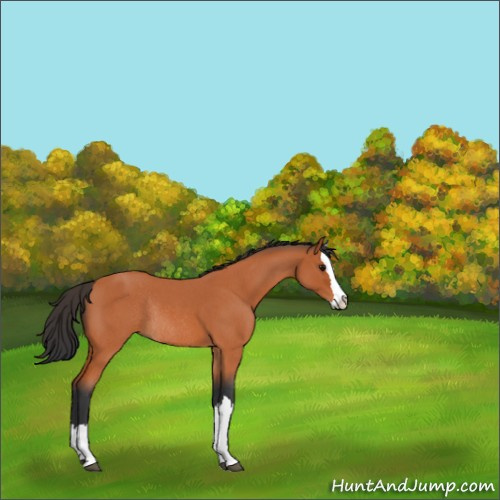 Horse Color:Bay Roan Splash Rabicano 