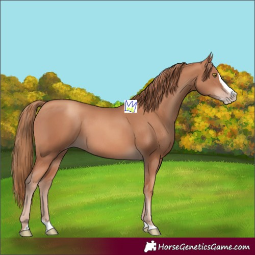 Horse Color:Gold Champagne Splash 