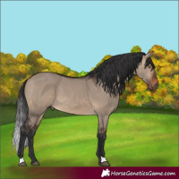Horse Color:Brown Dun 