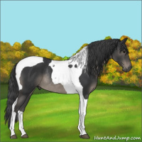 Horse Color:Black Tobiano Rabicano 