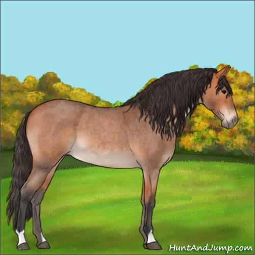 Horse Color:Bay Roan Rabicano