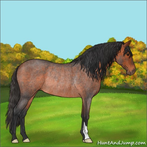 Horse Color:Bay Roan Rabicano 