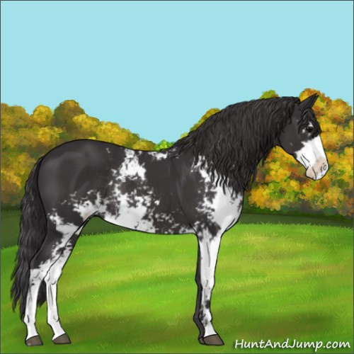 Horse Color:Smoky Black Sabino Rabicano