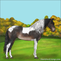 Horse Color:Brown Sabino Tobiano Rabicano