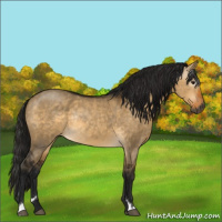 Horse Color:Gray Buckskin Dun Sabino Rabicano