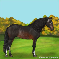 Horse Color:Gray Brown Sabino Rabicano