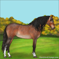 Horse Color:Gray Bay Roan Sabino Rabicano