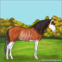 Horse Color:Bay Sabino Splash Rabicano