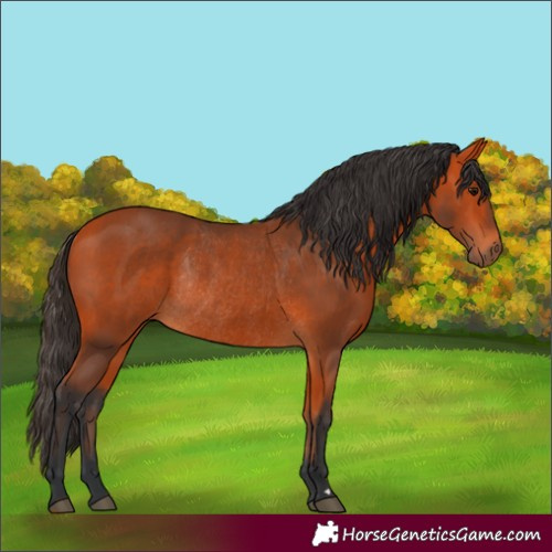 Horse Color:Bay Rabicano