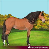 Horse Color:Bay 
