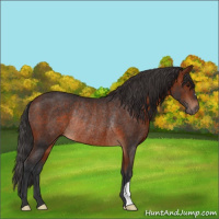 Horse Color:Bay Rabicano